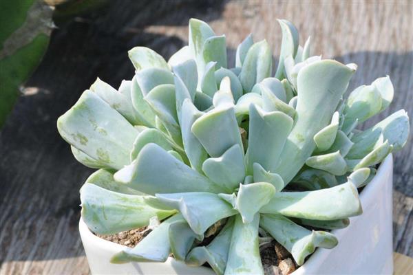 特玉莲如何养殖，生长适温在15-25℃