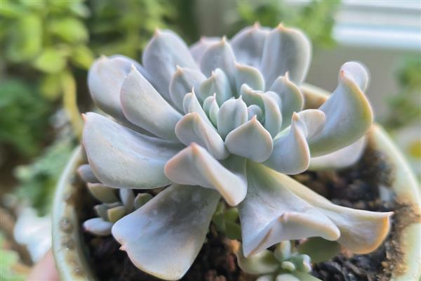 特玉莲如何养殖，生长适温在15-25℃
