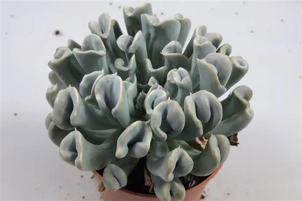 特玉莲如何养殖，生长适温在15-25℃