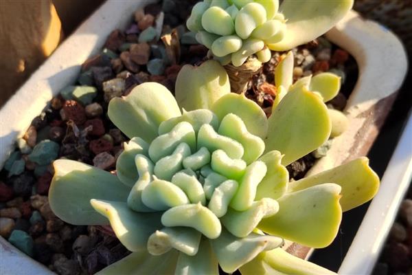 特玉莲如何养殖，生长适温在15-25℃