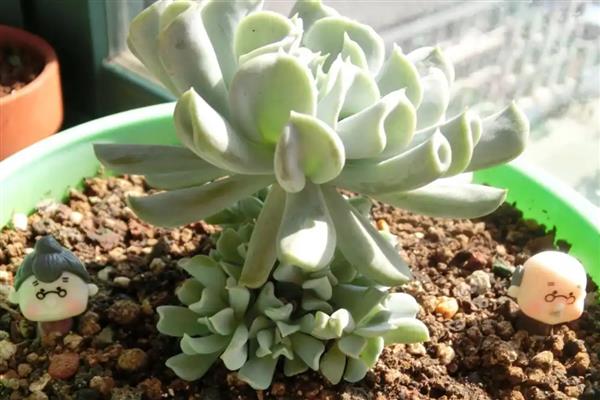特玉莲如何养殖，生长适温在15-25℃