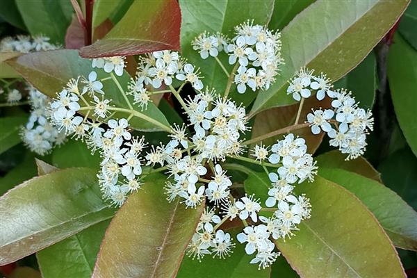 石楠花的花语，寓意纯洁善良、坚韧勇敢等