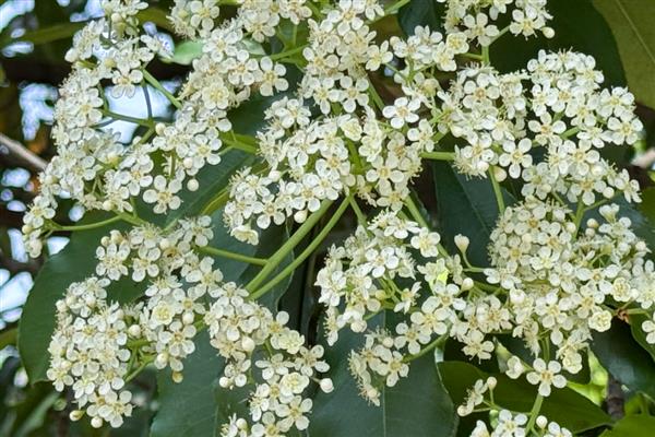 石楠花的花语，寓意纯洁善良、坚韧勇敢等