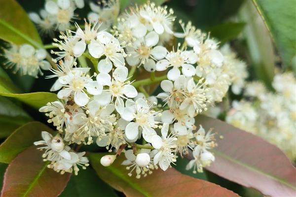 石楠花的花语，寓意纯洁善良、坚韧勇敢等