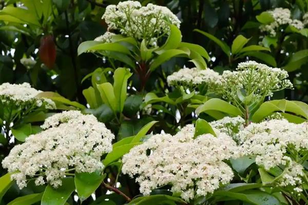 石楠花的花语，寓意纯洁善良、坚韧勇敢等