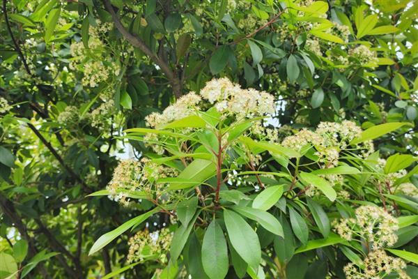 石楠花的花语，寓意纯洁善良、坚韧勇敢等
