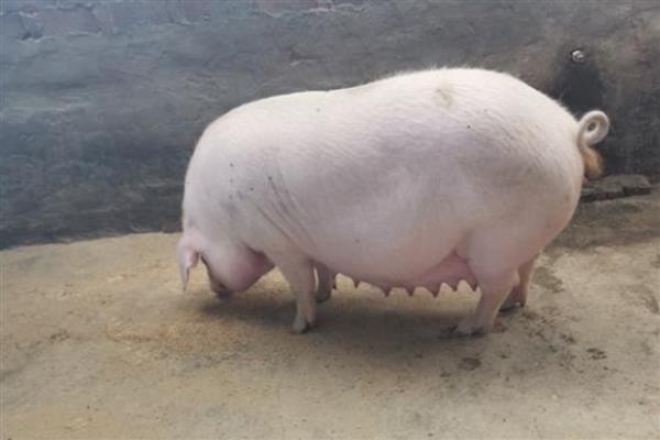 母猪产后不吃食怎么处理，应改变日粮的组成
