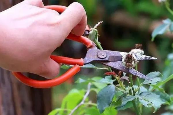 风铃花的寓意，寓意永远的等待、知恩图报等