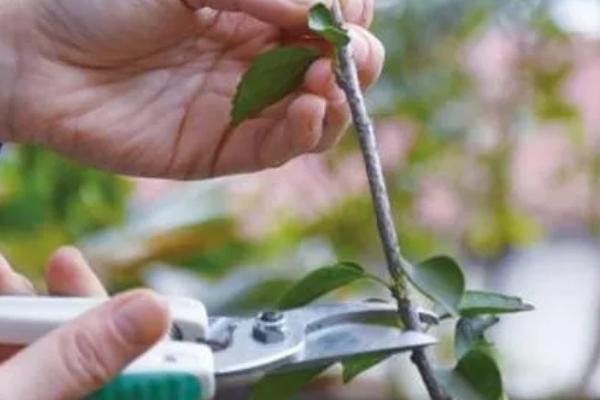 风铃花的寓意，寓意永远的等待、知恩图报等