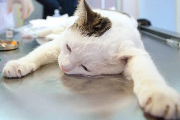 猫肠炎的症状，表现为呕吐、腹泻、食欲下降等