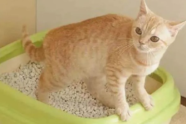 猫肠炎的症状，表现为呕吐、腹泻、食欲下降等