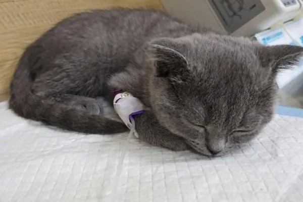 猫肠炎的症状，表现为呕吐、腹泻、食欲下降等