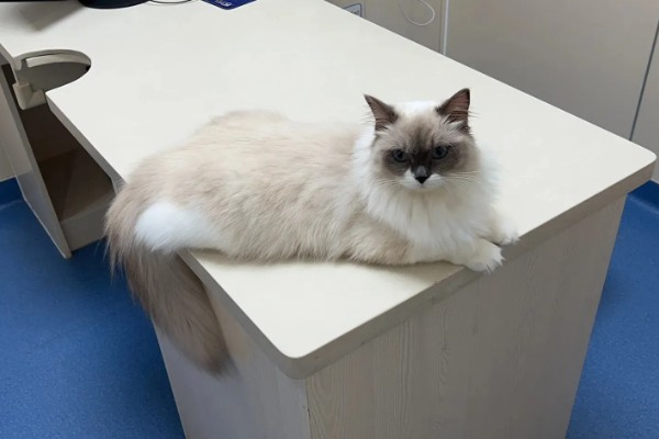 猫肠炎的症状，表现为呕吐、腹泻、食欲下降等