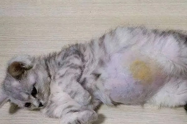 猫肠炎的症状，表现为呕吐、腹泻、食欲下降等