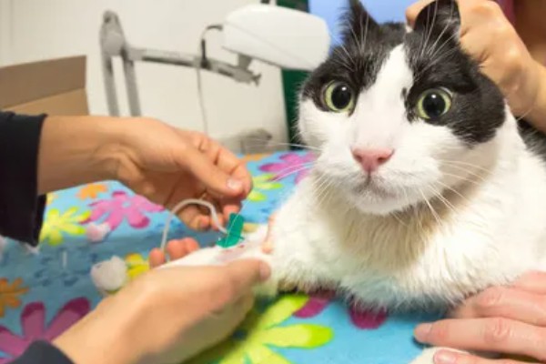 猫肠炎的症状，表现为呕吐、腹泻、食欲下降等