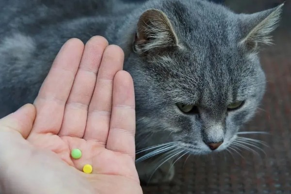 猫肠炎的症状，表现为呕吐、腹泻、食欲下降等