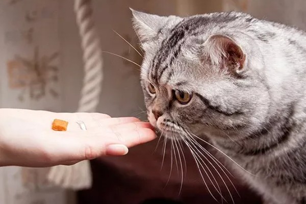 猫肠炎的症状，表现为呕吐、腹泻、食欲下降等