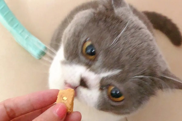 猫肠炎的症状，表现为呕吐、腹泻、食欲下降等