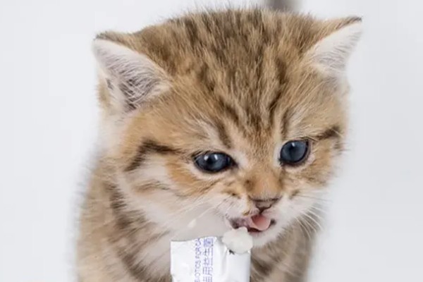 猫肠炎的症状，表现为呕吐、腹泻、食欲下降等