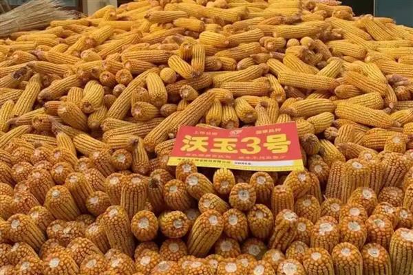 沃玉3号抗病性强吗，是比较强的