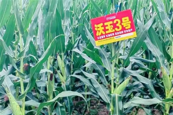 沃玉3号抗病性强吗，是比较强的