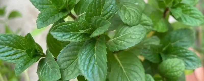 薄荷的养殖方法，喜欢较为湿润的生长环境
