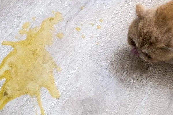 猫肠炎的症状，表现为呕吐、腹泻、食欲下降等