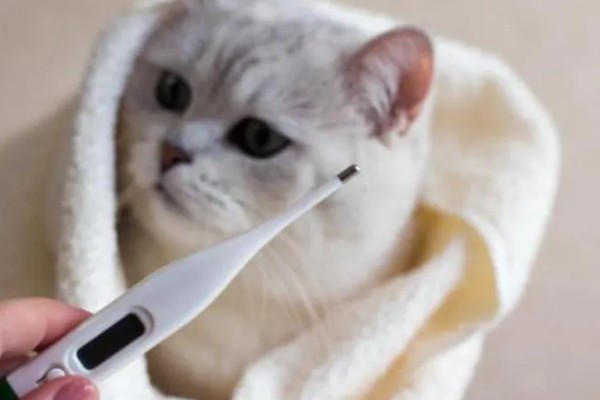 猫肠炎的症状，表现为呕吐、腹泻、食欲下降等