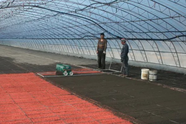 茄子如何育苗，种植前需在30℃左右的温水中浸种