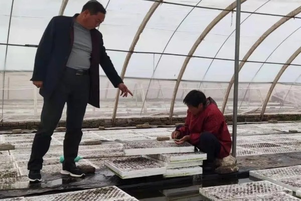 茄子如何育苗，种植前需在30℃左右的温水中浸种