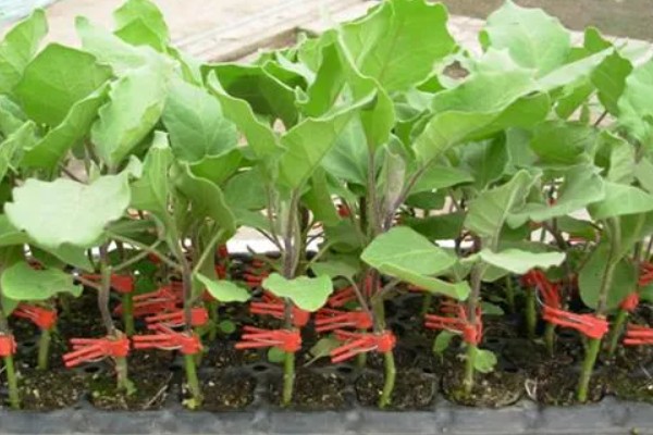 茄子如何育苗，种植前需在30℃左右的温水中浸种