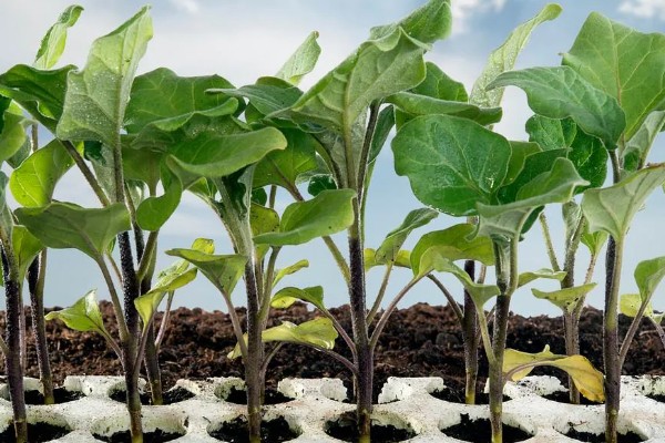 茄子如何育苗，种植前需在30℃左右的温水中浸种