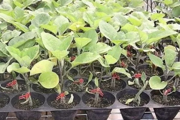 茄子如何育苗，种植前需在30℃左右的温水中浸种