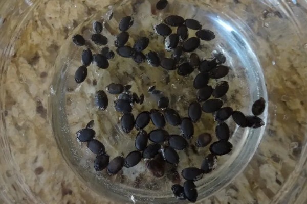 茄子如何育苗，种植前需在30℃左右的温水中浸种