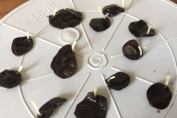 茄子如何育苗，种植前需在30℃左右的温水中浸种