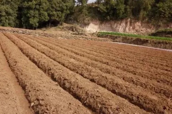 茄子如何育苗，种植前需在30℃左右的温水中浸种