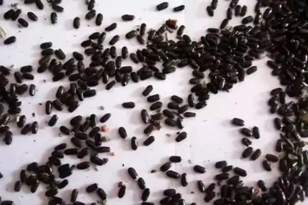 茄子如何育苗，种植前需在30℃左右的温水中浸种