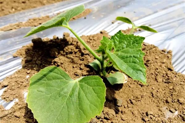 节瓜露地种植方法，出现卷须时要搭架引蔓