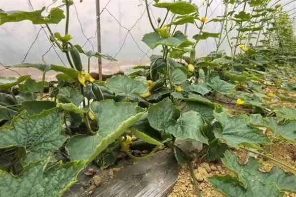 节瓜露地种植方法，出现卷须时要搭架引蔓