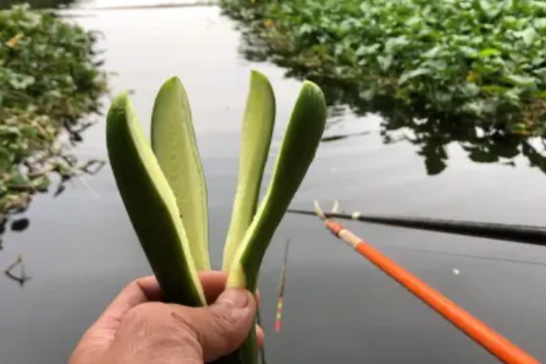初冬钓草鱼钓底还是钓浮，钓底是最好的