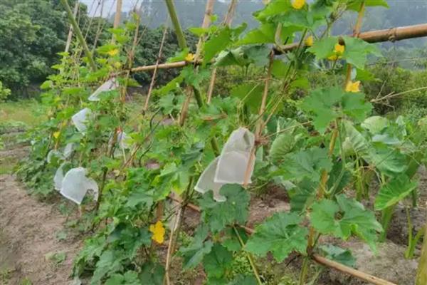 节瓜露地种植方法，出现卷须时要搭架引蔓