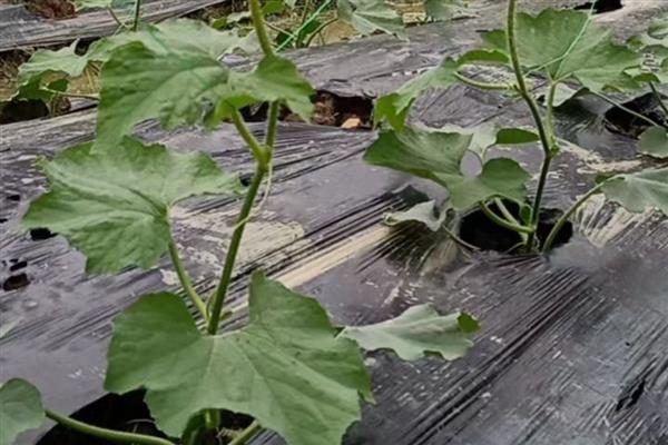 节瓜露地种植方法，出现卷须时要搭架引蔓