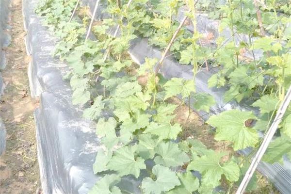 节瓜露地种植方法，出现卷须时要搭架引蔓