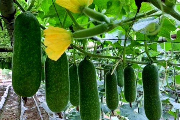 节瓜露地种植方法，出现卷须时要搭架引蔓