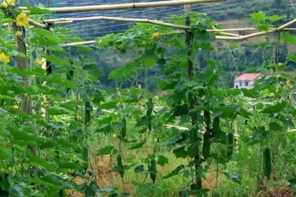 节瓜露地种植方法，出现卷须时要搭架引蔓