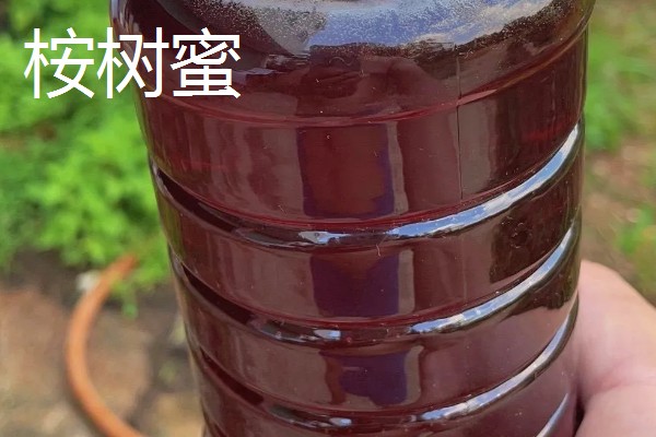 桉树蜜和蜂蜜的区别是什么，定义和蜜源均不同