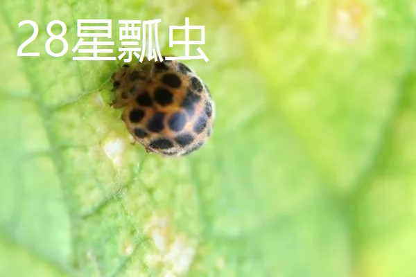 曼陀罗花怎么养，一般采用播种法繁殖