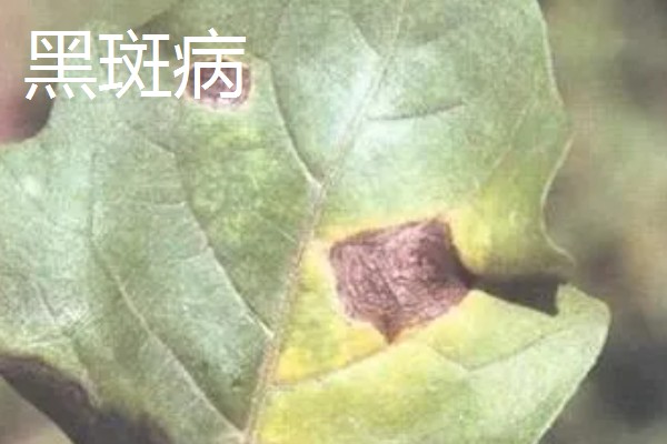 曼陀罗花怎么养，一般采用播种法繁殖