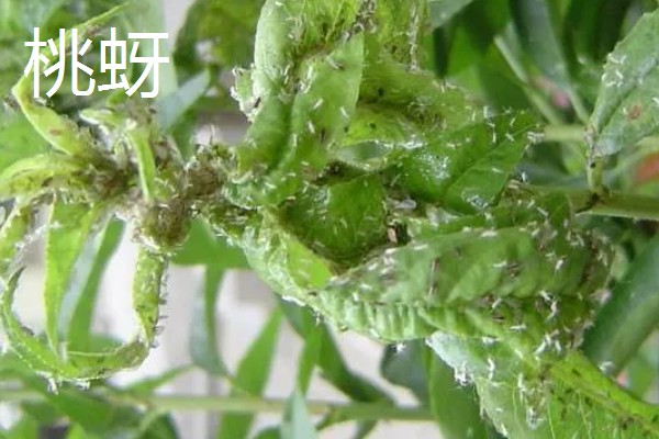 曼陀罗花怎么养，一般采用播种法繁殖