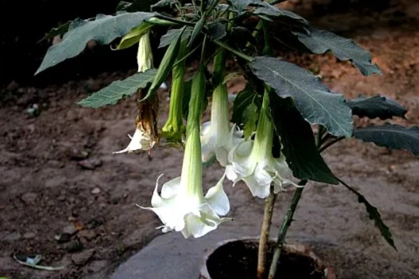 曼陀罗花怎么养，一般采用播种法繁殖